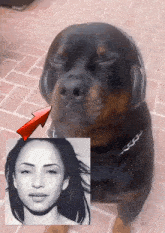 a dog wearing headphones is next to a picture of sadie