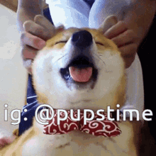 a dog wearing a bow tie is being massaged by someone