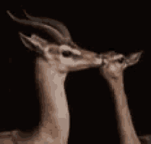 Oh Deer Funny Animals GIF - Oh Deer Funny Animals Kiss GIFs