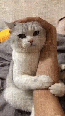 Stroking Cat GIF - Stroking Cat GIFs