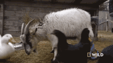 searching national geographic wizard of paws a goat gets a prosthetic leg sniffing