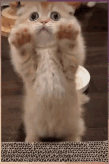 Beggingforlove Kitty GIF - Beggingforlove Kitty Persian Kitty GIFs