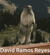 a picture of a groundhog with the name david ramos reyes