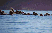a group of seals are swimming in a large body of water