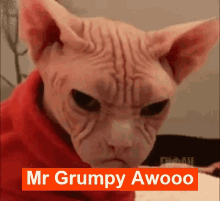 Mr Grumpy Awoo GIF - Mr Grumpy Awoo GIFs