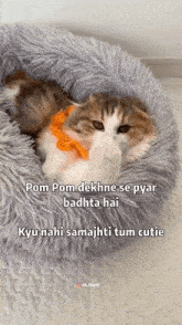 Pom Pom Harshuuu GIF