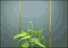 Botany Bean GIF