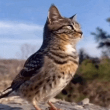 a cat is standing next to a bird on a rock and looking at the camera .