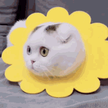 Cat Cats GIF - Cat Cats Cats Of The World GIFs
