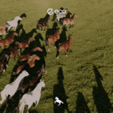 an aerial view of a herd of horses in a grassy field with the word eco above them