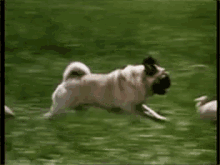 Dog Pug GIF - Dog Pug Run Over GIFs