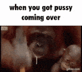 When You Got Pussy Coming Over Monkey GIF - When You Got Pussy Coming Over Monkey Ape GIFs