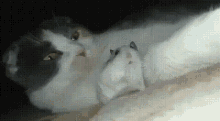 Hamster Cat GIF - Hamster Cat Scary GIFs