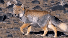 tibetan sand fox walking away