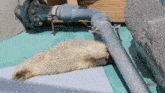 a white furry animal is laying on a blue blanket next to a pipe