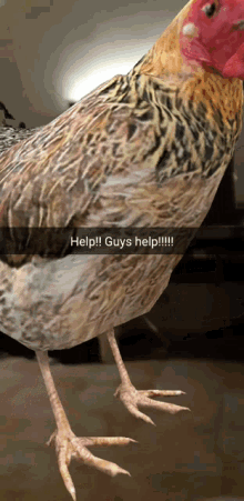 Help Chicken Help GIF - Help Chicken Help Guys Help GIFs