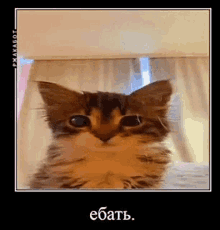 a picture of a cat behind a curtain with a foreign language caption