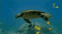Turtle Sea Turtle GIF - Turtle Sea Turtle GIFs