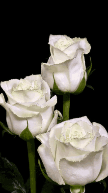White57 White Rose GIF
