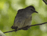 Grey Catbird Gray Catbird GIF - Grey Catbird Gray Catbird Bird GIFs