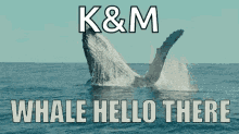 Whale Whale Hello There GIF - Whale Whale Hello There Well Hello There GIFs