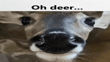 Deer Oh GIF - Deer Oh Oh Dear GIFs