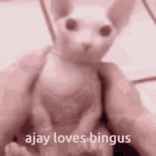 ajay loves bingus