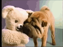 Cute Bear GIF - Cute Bear Dog GIFs