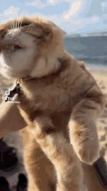 Swimming Cat Cat GIF - Swimming Cat Cat Windy GIFs