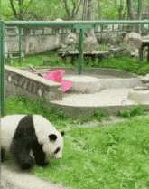 Panda Panda Bear GIF - Panda Panda Bear Panda Funny GIFs