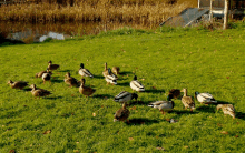 Ducks GIF - Ducks GIFs