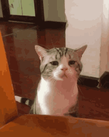 Stare Cat GIF - Stare Cat Serious GIFs