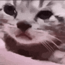a close up of a cat 's face with its mouth open on a pink background .