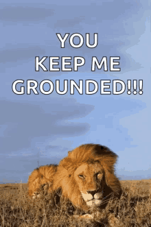 You Keep Me Grounded Lion GIF - You Keep Me Grounded Lion Majestic GIFs