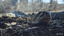 Hissing Snake Our Living World GIF - Hissing Snake Our Living World Tongue Out GIFs