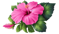 a pink flower with green leaves has the letters ac on it