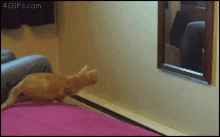 Gatto Jump GIF - Gatto Jump Cat GIFs