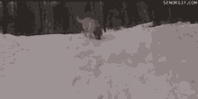 a black and white photo of a dog walking through the snow .