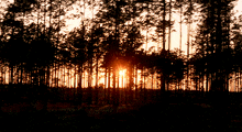 the sun shines through the trees in a dark forest