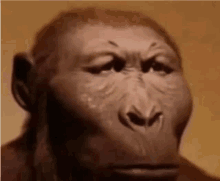 Monke GIF - Monke GIFs