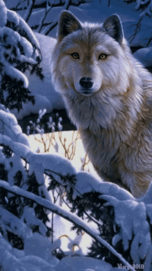 Snow Wolf GIF - Snow Wolf GIFs
