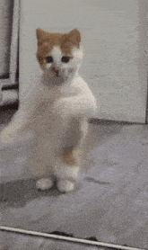 Kitten Dance GIF