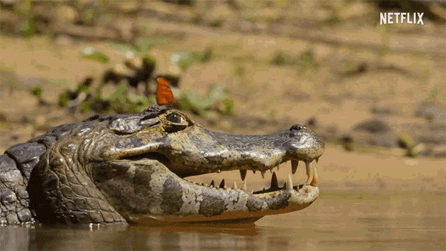 Eye Big Mouth GIF - Eye Big Mouth Alligator - Discover & Share GIFs