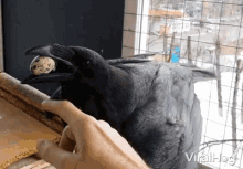 Pet Crow GIF - Pet Crow Egg GIFs