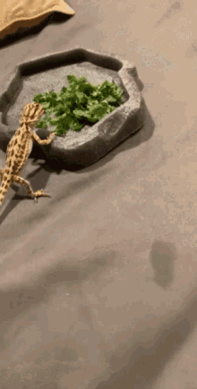 Is Kale Good For Bearded Dragons GIF - Is Kale Good For Bearded Dragons GIFs
