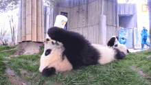 Drinking Milk 360baby Pandas GIF