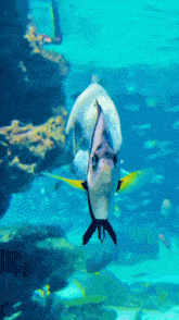 Alinarin Fish GIF - Alinarin Fish Aquarium GIFs