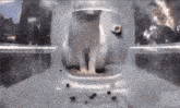 a white cat is sitting in a clear container with a hole in it .