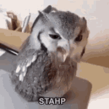 Owl Stop It GIF - Owl Stop It Annoyed GIFs
