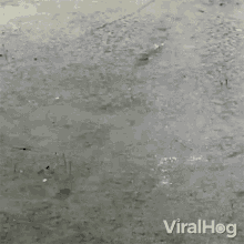 Gator Chasing A Green Dot Viralhog GIF - Gator Chasing A Green Dot Viralhog Alligators GIFs